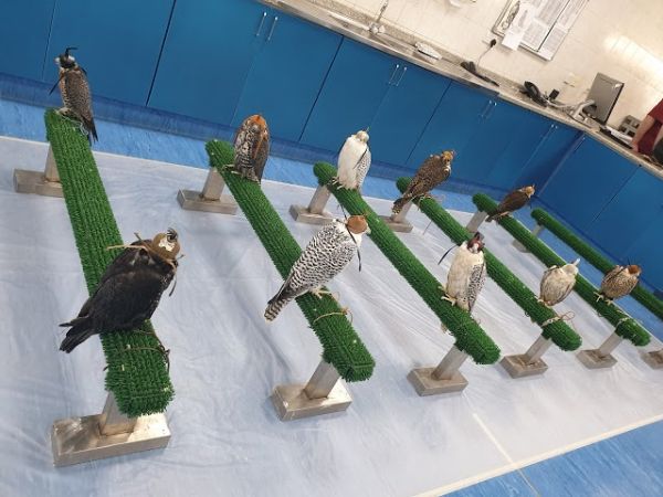 Falcon Tour at Abu Dhabi Falcon Hospital-2